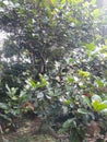 Veralu Fruit Tree,Ã Â·â¬Ã Â·â¢Ã Â¶Â»Ã Â¶Â½Ã Â·â Ã Â¶ÅÃ Â·Æ, Mediam size